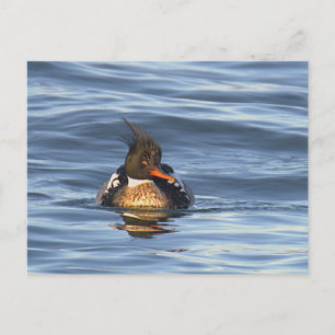 Duck Photo Postcard