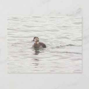 Duck Photo Postcard