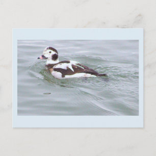 Duck Photo Postcard