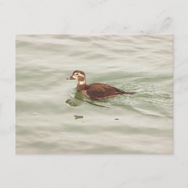 Duck Photo Postcard (Front)