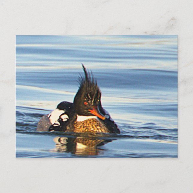 Duck Photo Postcard (Front)