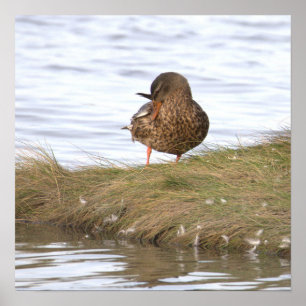 Duck Photo Poster