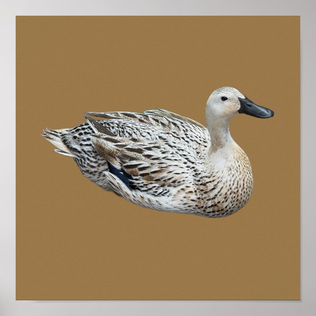 Duck Photo Poster (Front)