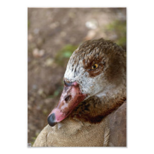 Duck Photo Print