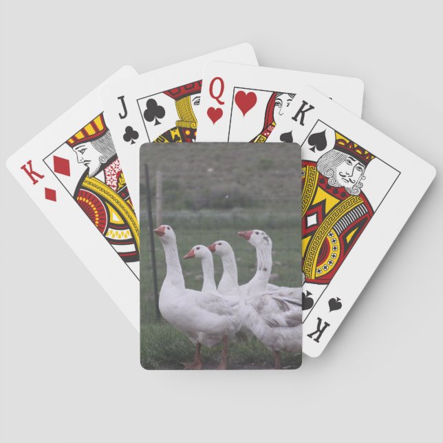 Duck Playing Cards (Back)