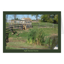 Duck Pond at Safe Haven Farms
