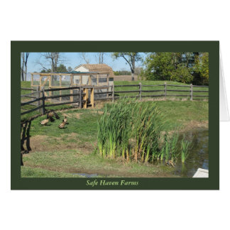 Duck Pond at Safe Haven Farms