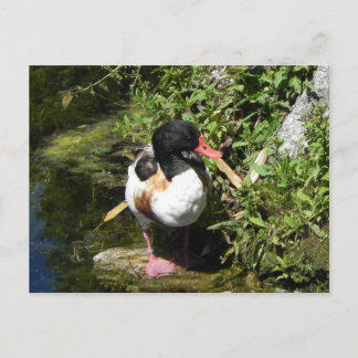 Duck Postcard