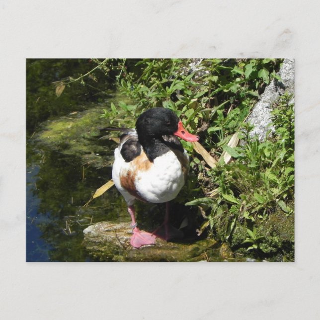 Duck Postcard (Front)