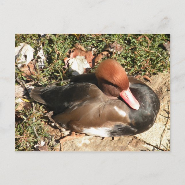 Duck Postcard (Front)