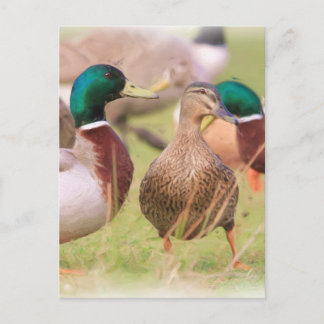 Duck Postcard