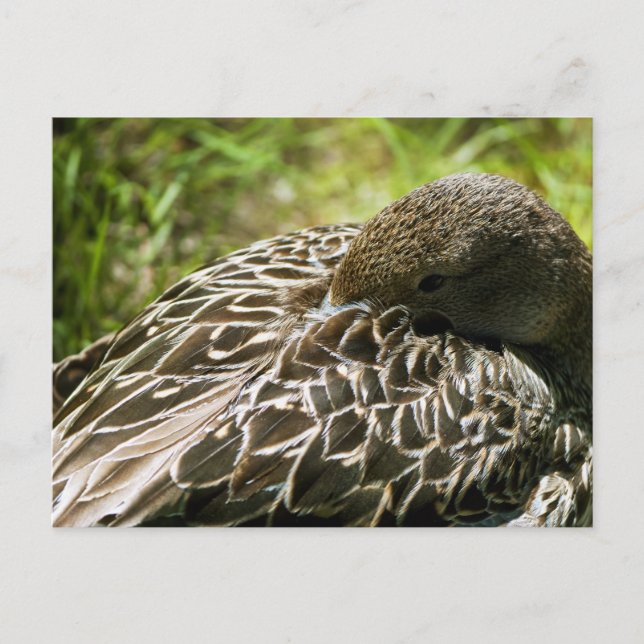 Duck Postcard (Front)