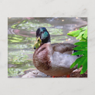 Duck Postcard