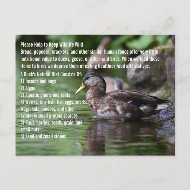  Duck Postcard (Front)
