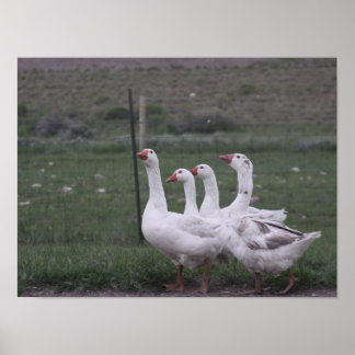 Duck Poster
