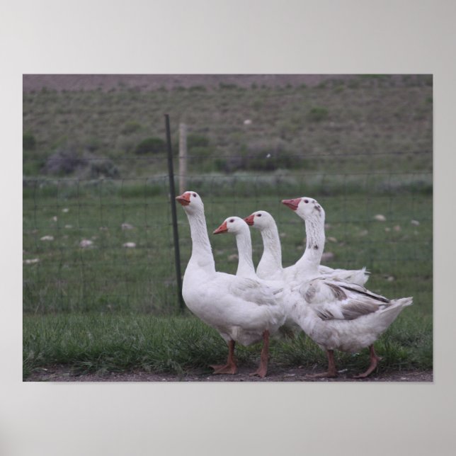 Duck Poster (Front)