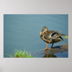 Duck Poster