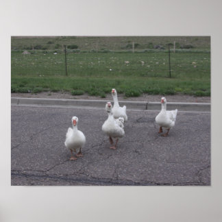 Duck Poster