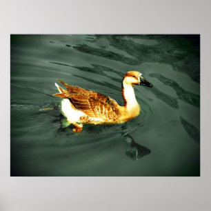 Duck Poster