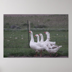 Duck Poster
