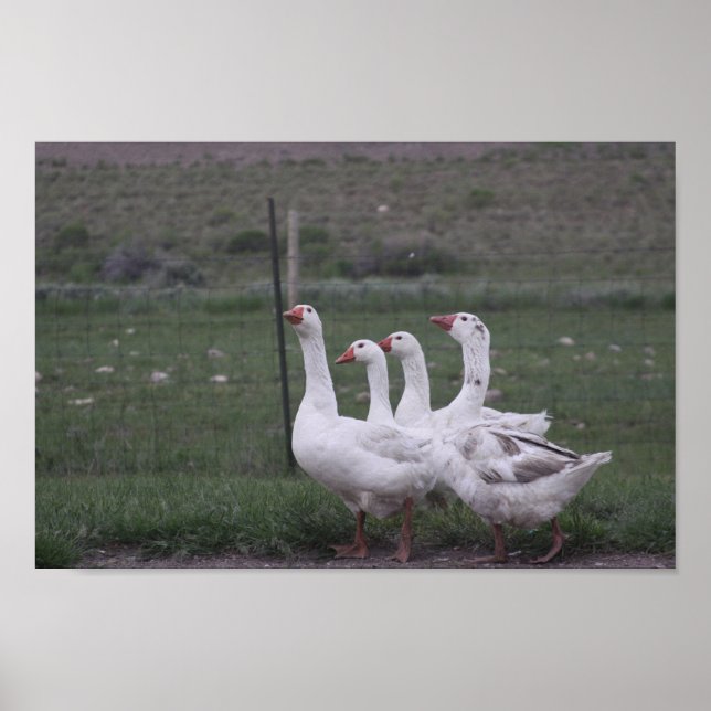Duck Poster (Front)