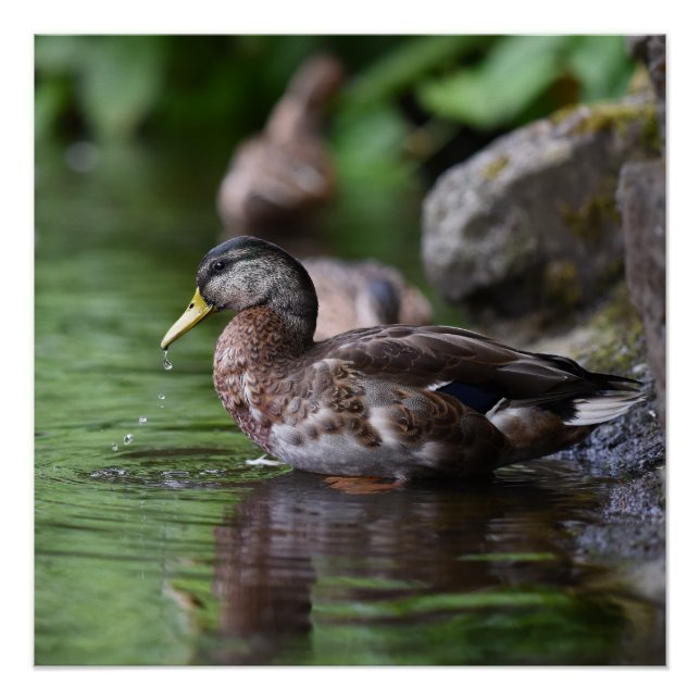 Duck Poster (Front)