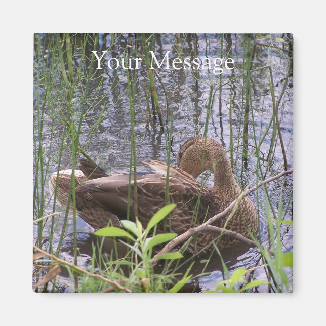 Duck Preening in the Reeds Magnet (Front)