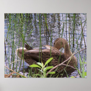 Duck Preening in the Reeds Poster