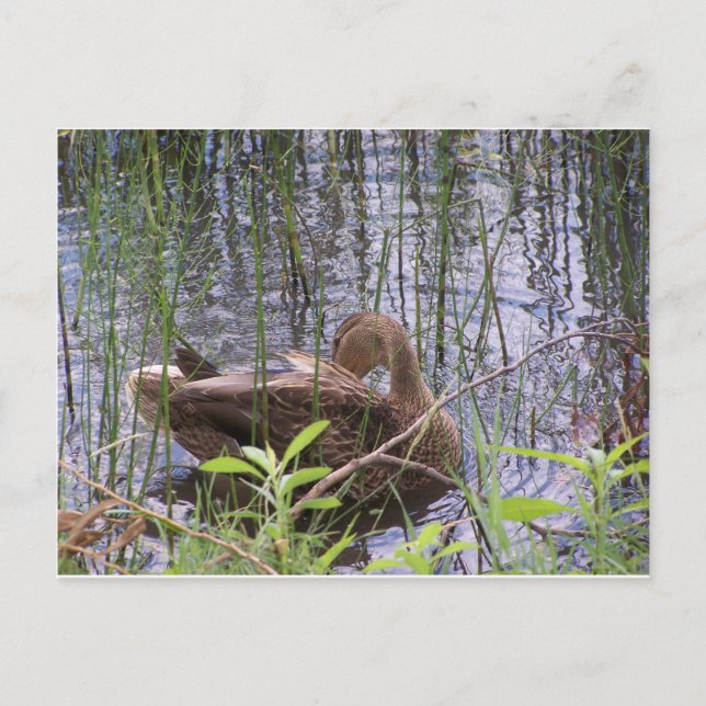 Duck Preening in the Rushes Postcard (Front)
