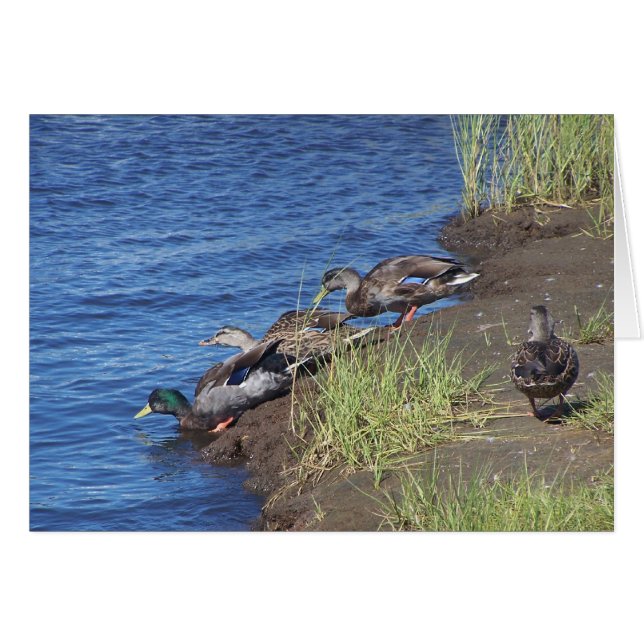 Duck Procession (Front Horizontal)