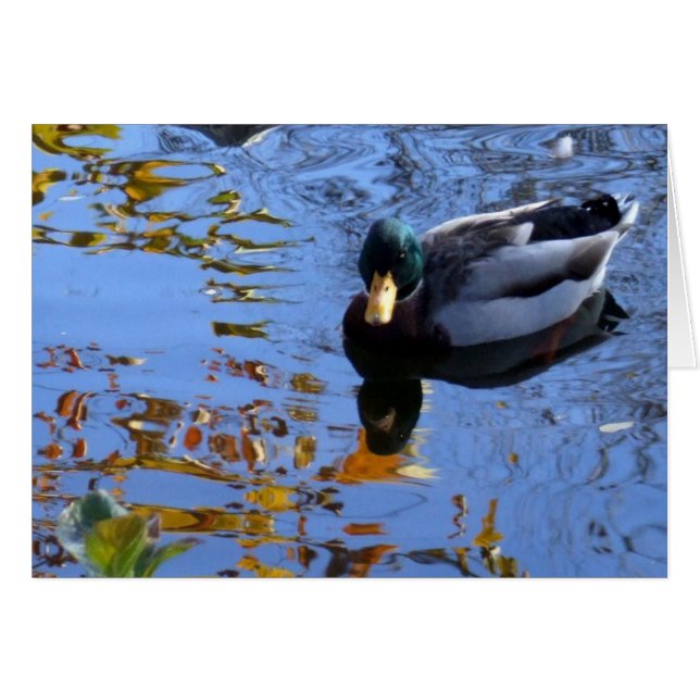 Duck Reflections (Front Horizontal)