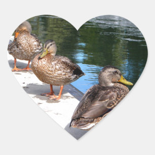 Duck Row Heart Sticker