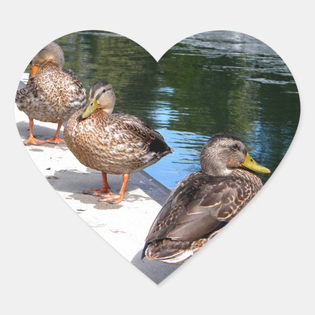 Duck Row Heart Sticker (Front)