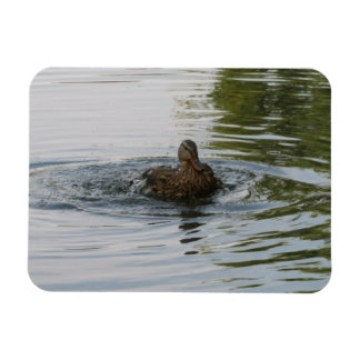 Duck shaking Tailfeather Magnet