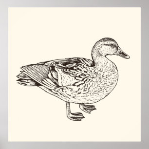 Duck Sketch Poster