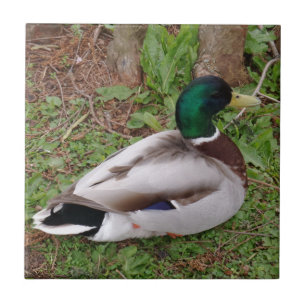 Duck Small (4.25" x 4.25") Ceramic Photo Tile
