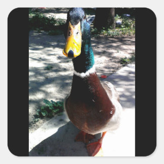 Duck stickers