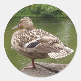 Duck Stickers