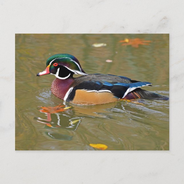 DUCK SWIMMING IN LAKE. BEAUTIFUL  WOOD DUCK GIFT POSTCARD (Front)