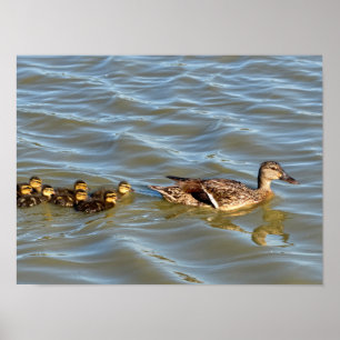 Duck swimming with ducklings poster