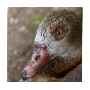 Duck Tile