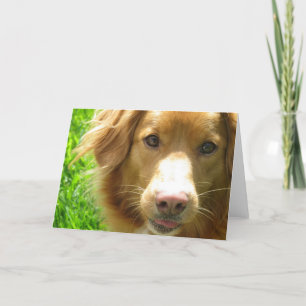 Duck Toller Greeting Card