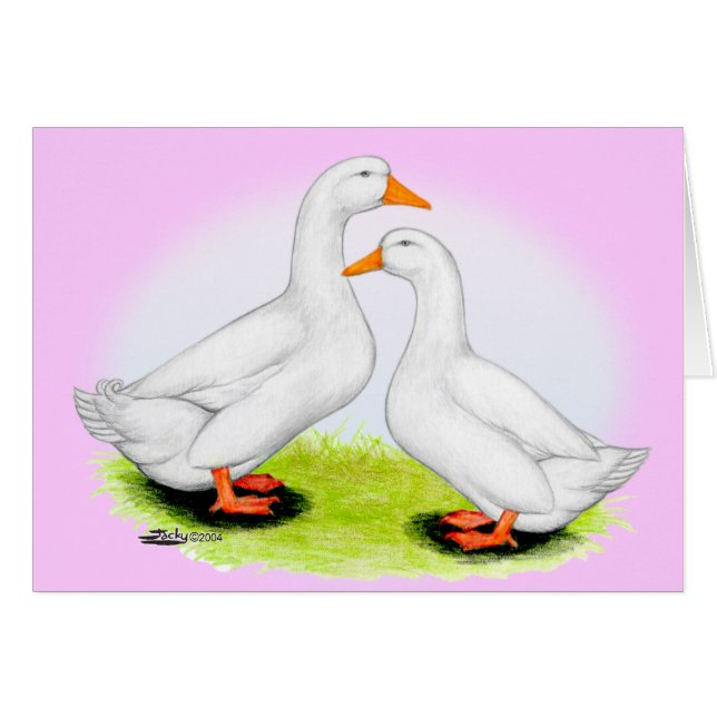 Duck:  White Pekins (Front Horizontal)