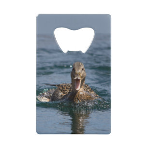 Duck with beak open