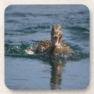 Duck with beak open coaster