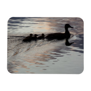 Duck with Ducklings in Sunset Flexible Magnet