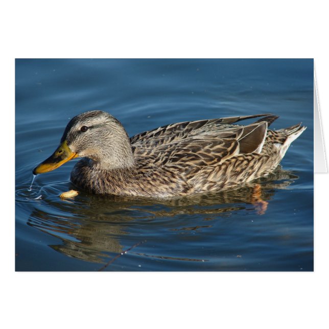 Duck with Peanut (Front Horizontal)