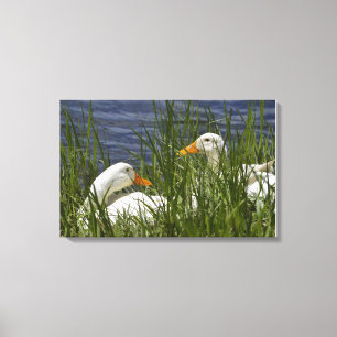 Duck Wrapped Canvas