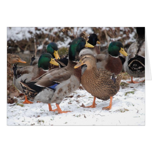 duckie couple (Front Horizontal)