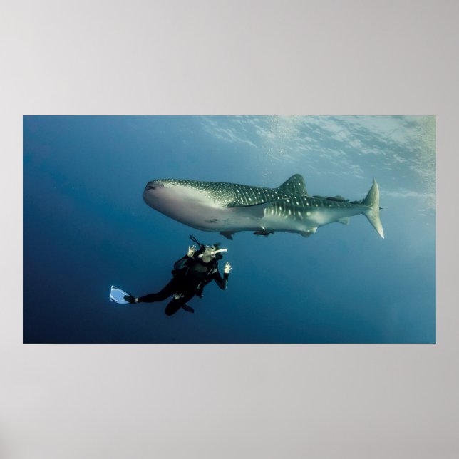 Ducking For Cover? Poster (Front)